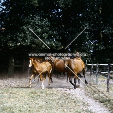oldenburg mares and foals in a paddock