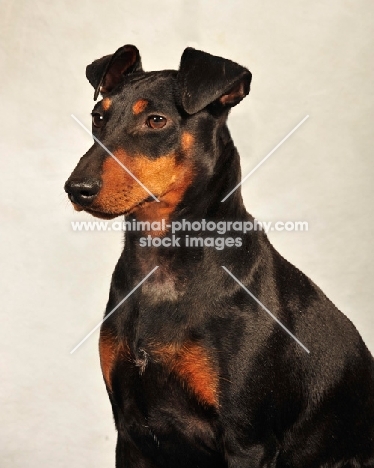 Manchester Terrier portrait in studio