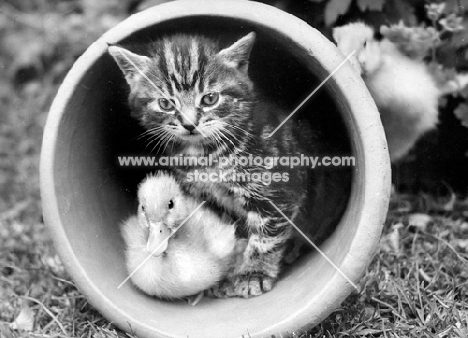 kitten and duckling in flower pot