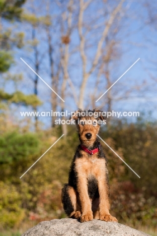 Airedale puppy sitting on rock, front view