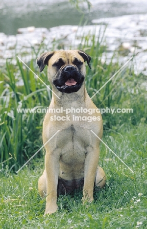 Bullmastiff sitting in greenery