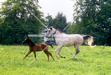 German Arab mare running with foal at marbach