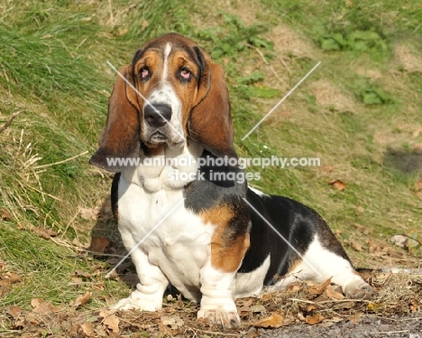 tri coloured Basset Hound