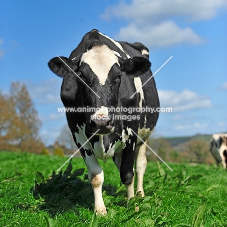 holstein friesian walking in field