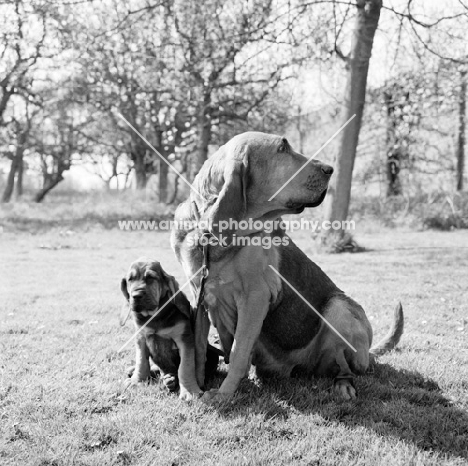 bloodhound and her puppy