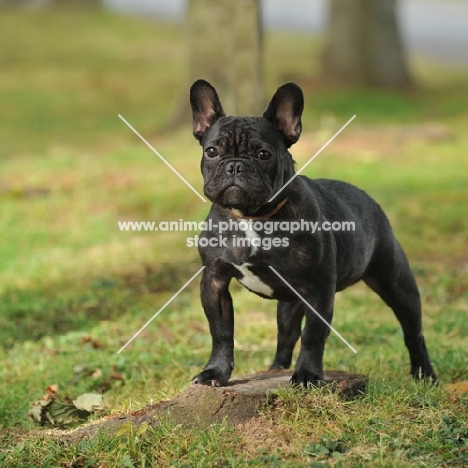 french bulldog 7 months old posing on a tree stump