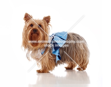 Yorkshire Terrier in dress