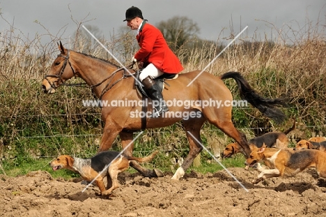 old English type foxhounds running with rider and horse
