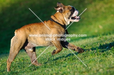Bulldog running on grass