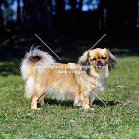 tibetan spaniel standing on grass