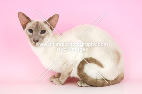 lilac point siamese cat, crouching down