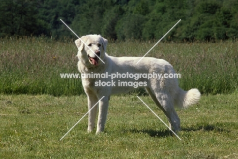 Akbash dog full body from the side, looking towards camera