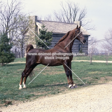 Shamrocks King Edward, American Saddlebred in show pose