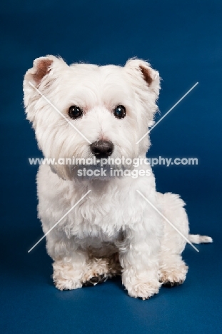 West Highland White Terrier sitting in studio