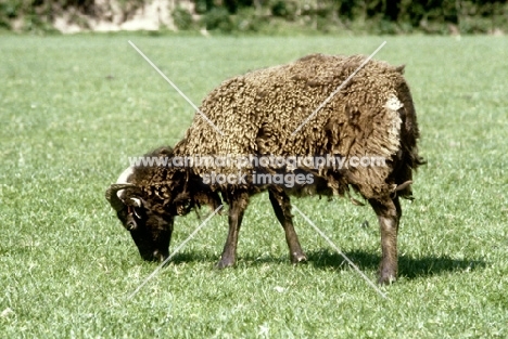 soay ewe grazing