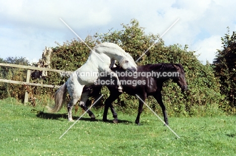 connemara stallion mounting a connemara mare