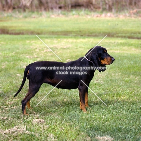  richland's merrie maudella,  black and tan coonhound standing on grass
