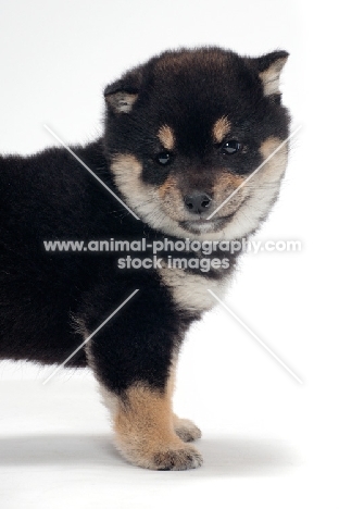 black and tan coloured Shiba Inu puppy