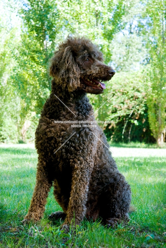 standard poodle sitting on grass, france