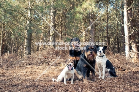 Dogs posing in the woods