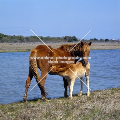 Chincoteague pony nurturing foal