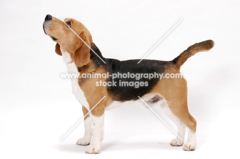 American & Canadian Champion Beagle