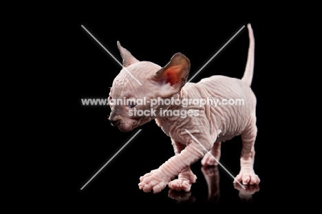 4 week old Sphynx kitten walking on black background