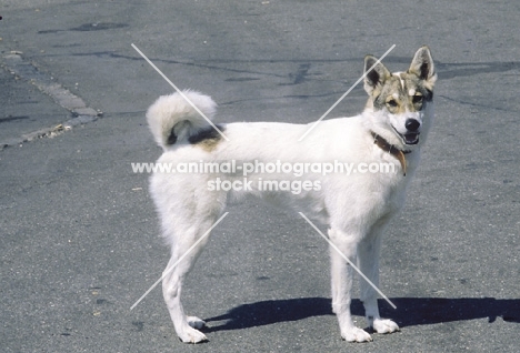 West Siberian Laika