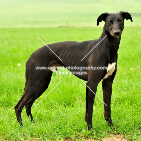 black and white Lurcher