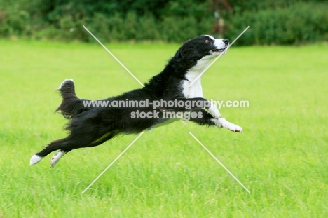 Border Collie running in field