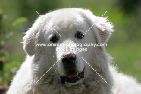 Meremma Sheepdog portrait