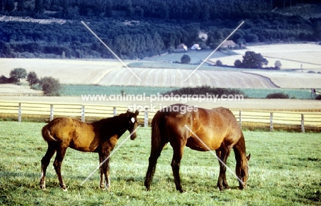 trakehner mare and foal in paddock at webelsgrund