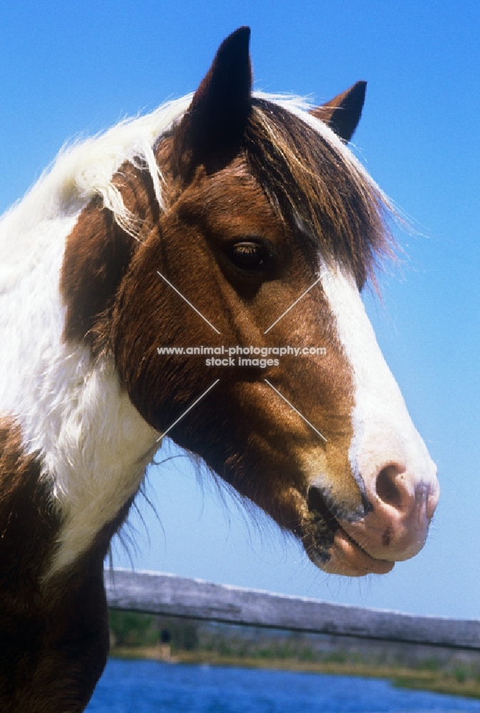 chincoteague pony on assateague island