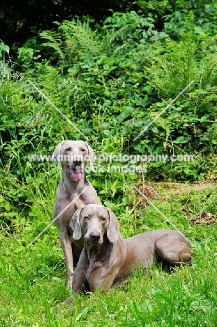 two Weimaraner dogs