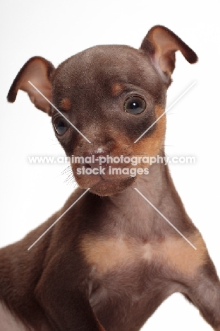Chocolate & Tan Min Pin puppy puppy on white background