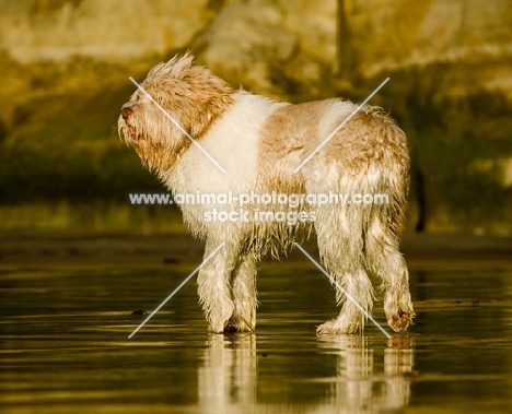 Polish Lowland Sheepdog (aka polski owczarek nizinny)