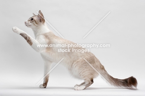 Balinese in studio, Seal Lynx Point Bi-Color, reaching