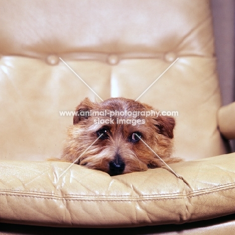 norfolk terrier lying in a chair