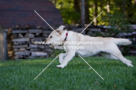 Goldendoodle in motion