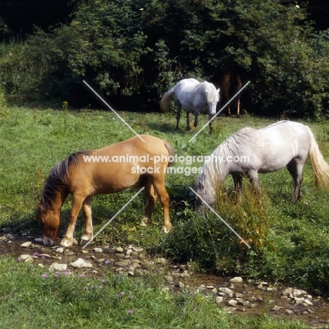 three Nashend Highland Ponies drinking at stream and grazing