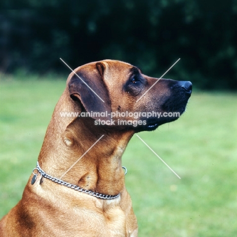 rhodesian ridgeback side view, portrait