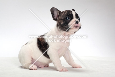 brindle and white Boston Terrier puppy, sitting down