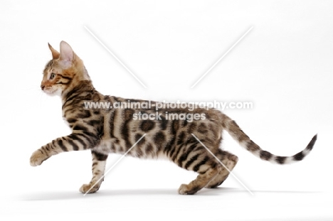 young Bengal cat, one leg up