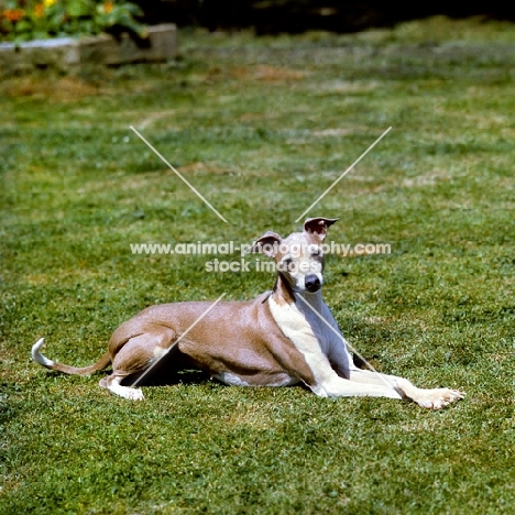 italian greyhound lying on grass