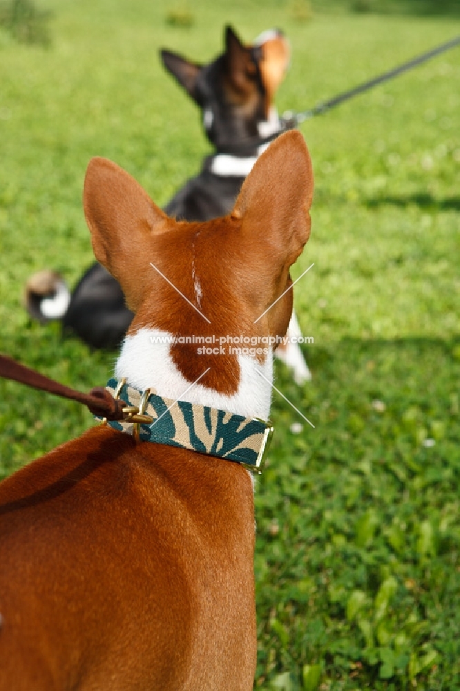 two basenji's on lead