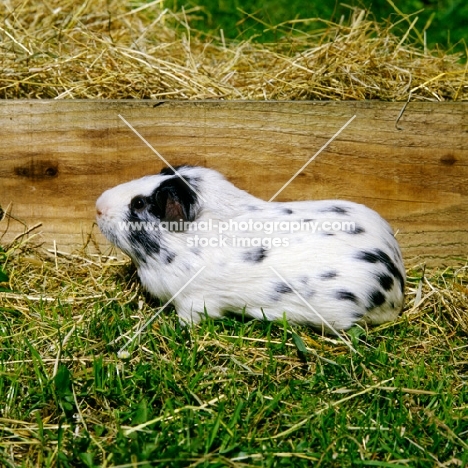 dalmatian short-haired  guinea pig in pen on grass with hay