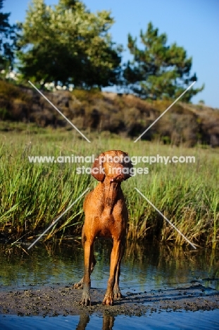 Hungarian Vizsla standing in water