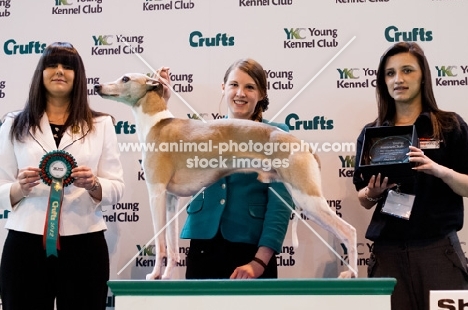 BECSCOTT GOLDEN WONDER "Wilf" with owner/handler Ella Armstrong winners of YKC 17-24 handling Crufts 2012