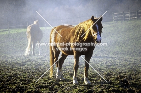 pony in morning mist