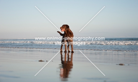 chocolate Labrador Retriever on beach